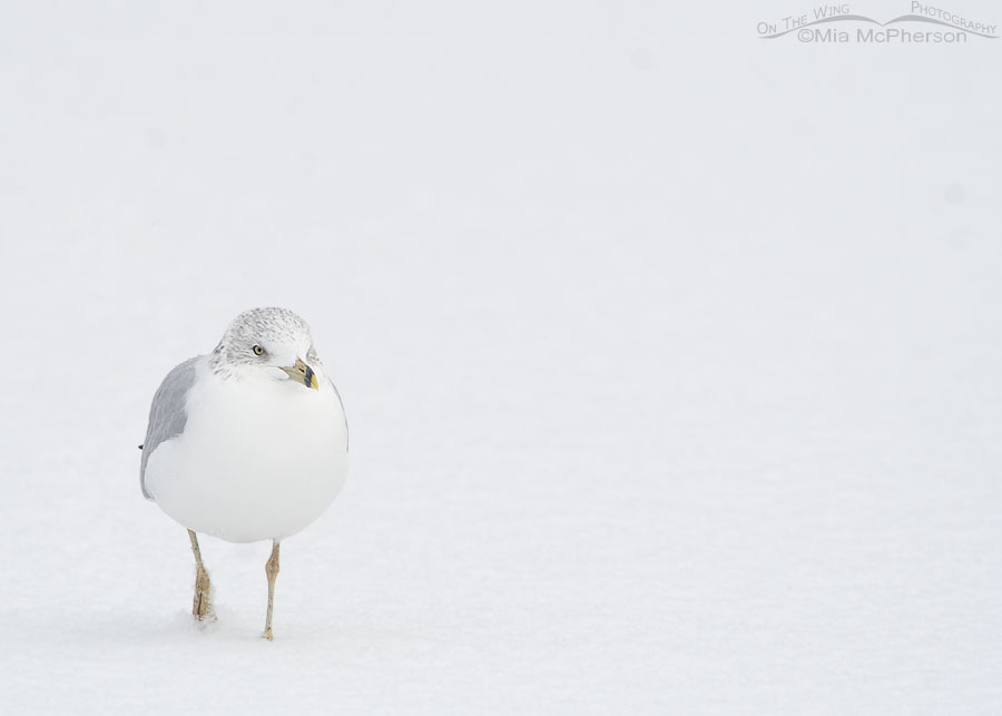 Ring-billed Gull on a snowy December morning, Salt Lake County, Utah