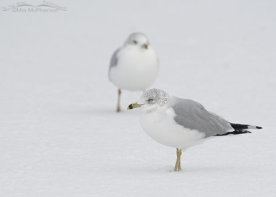 Ring-billed Gulls in winter whiteout conditions, Salt Lake County, Utah