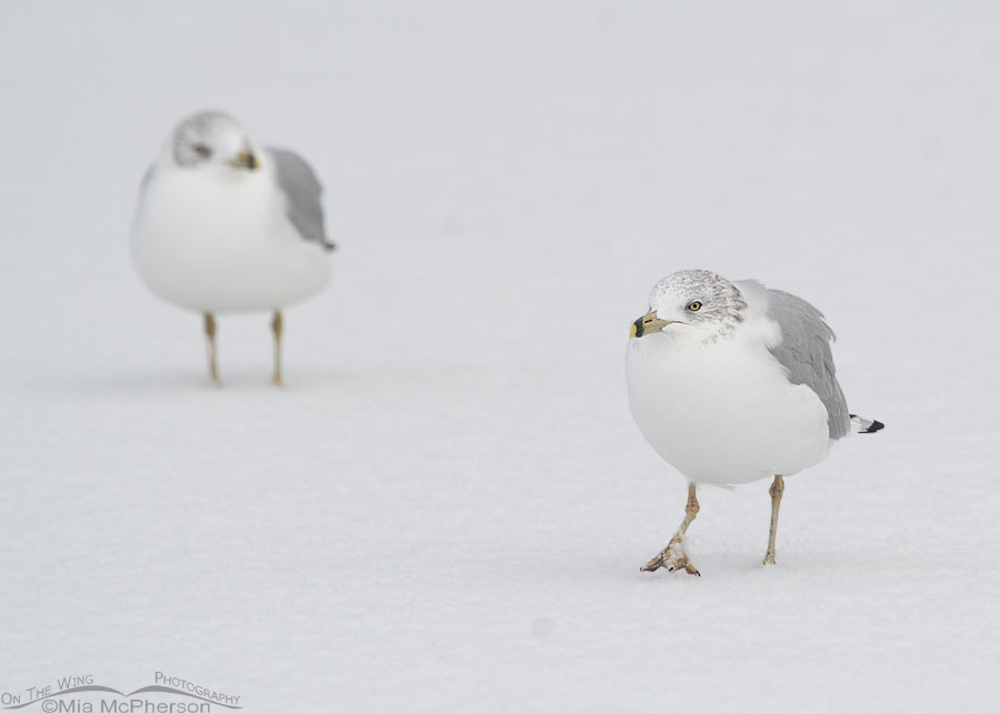 Ring-billed Gulls on a snowy December morning, Salt Lake County, Utah