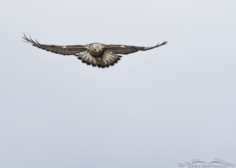 Hovering adult female Rough-legged Hawk on a gray Christmas morning, Farmington Bay WMA, Davis County, Utah