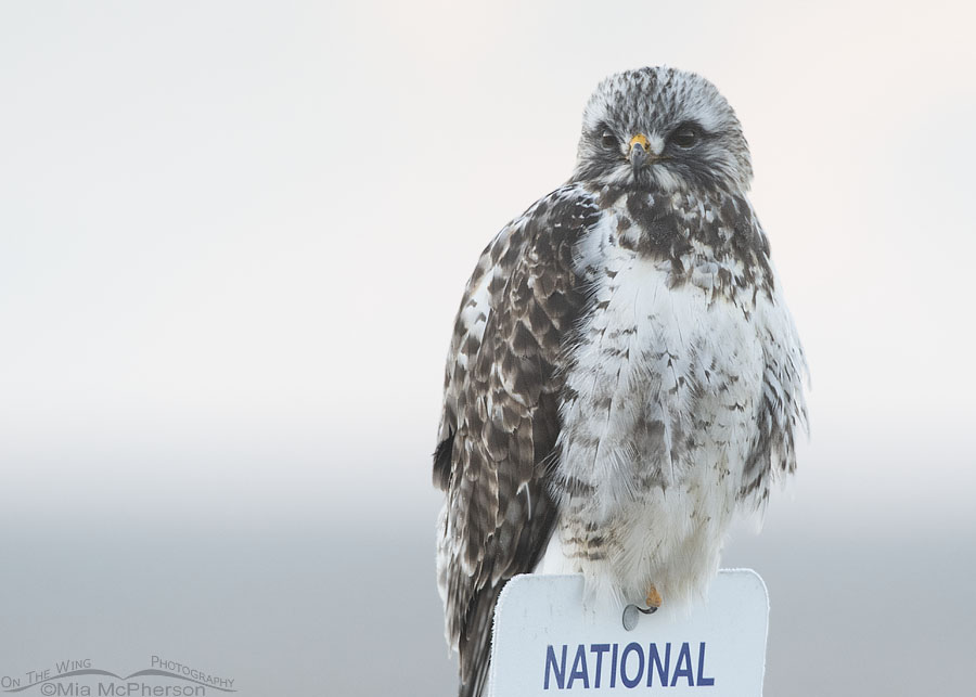 Rough-legged Hawk on a National Wildlife Refuge sign, Bear River Migratory Bird Refuge, Box Elder County, Utah
