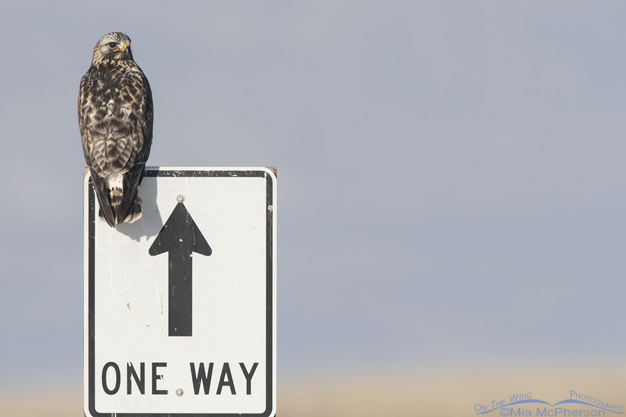Adult male Rough-legged Hawk on a One Way sign, Bear River Migratory Bird Refuge, Box Elder County, Utah