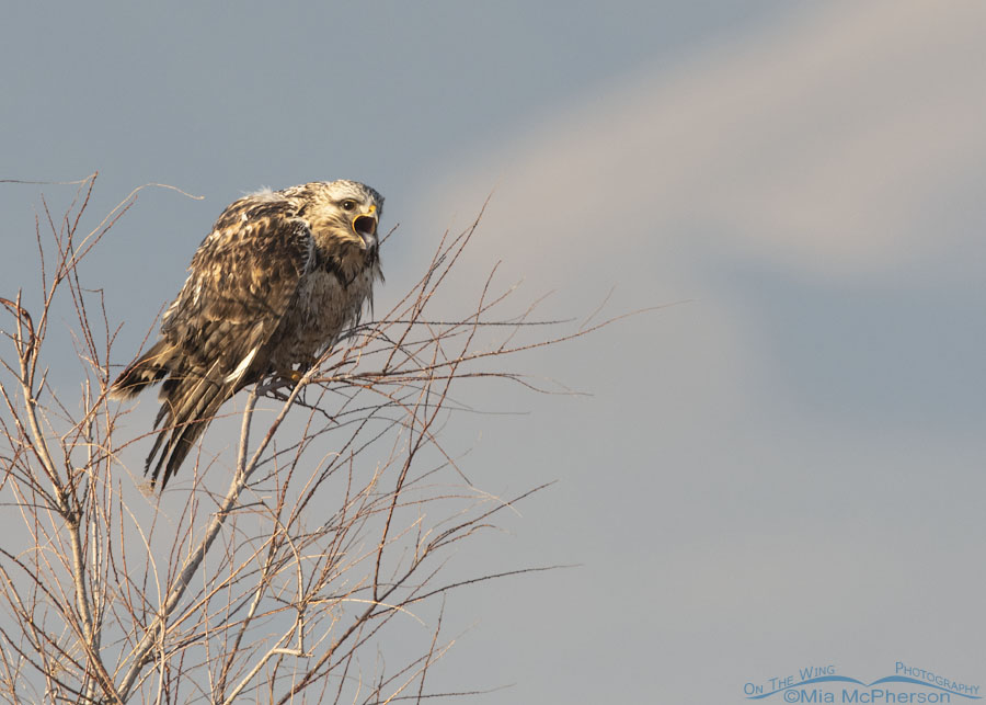 Adult Rough-legged Hawk male calling, Bear River Migratory Bird Refuge, Box Elder County, Utah