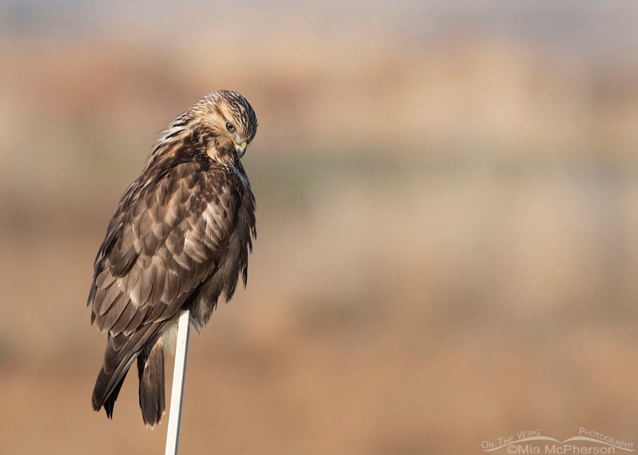 Immature Rough-legged Hawk looking at the ground, Bear River Migratory Bird Refuge, Box Elder County, Utah