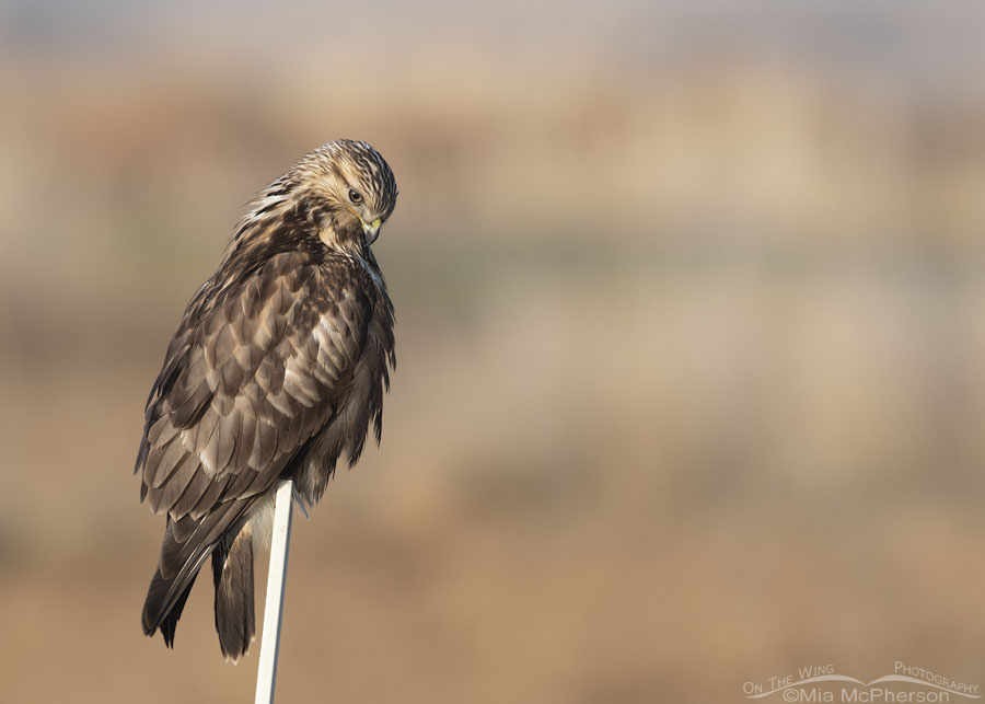 Immature Rough-legged Hawk looking at the ground, Bear River Migratory Bird Refuge, Box Elder County, Utah