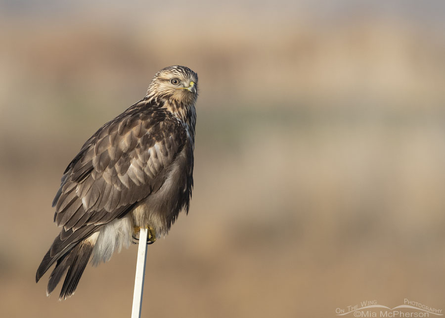 Immature light morph Rough-legged Hawk in the marsh, Bear River Migratory Bird Refuge, Box Elder County, Utah