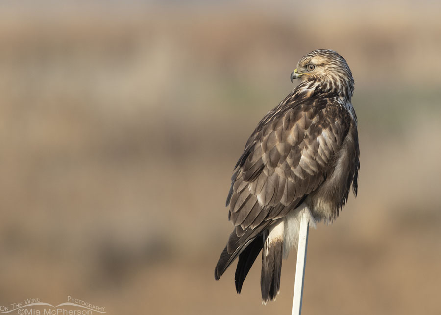 Immature light morph Rough-legged Hawk looking over its back, Bear River Migratory Bird Refuge, Box Elder County, Utah