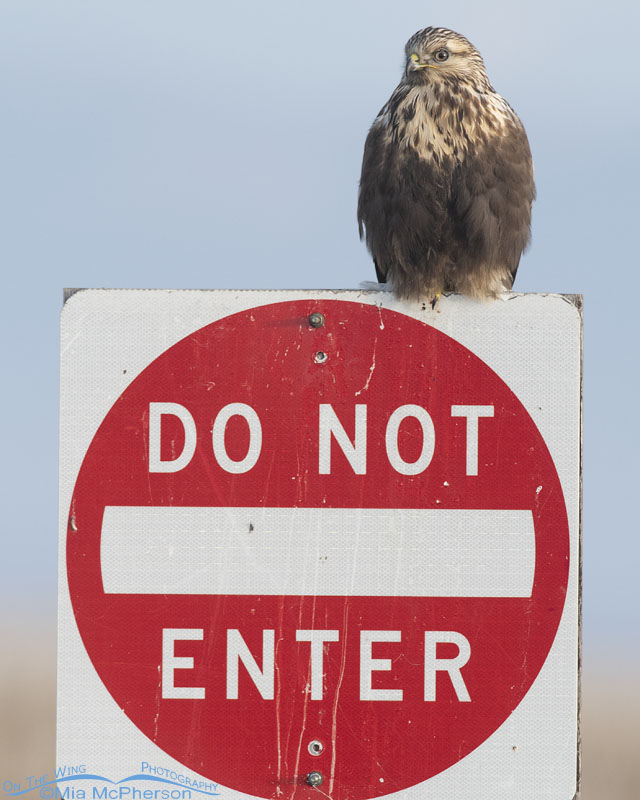 Young Rough-legged Hawk on Do Not Enter sign, Bear River Migratory Bird Refuge, Box Elder County, Utah