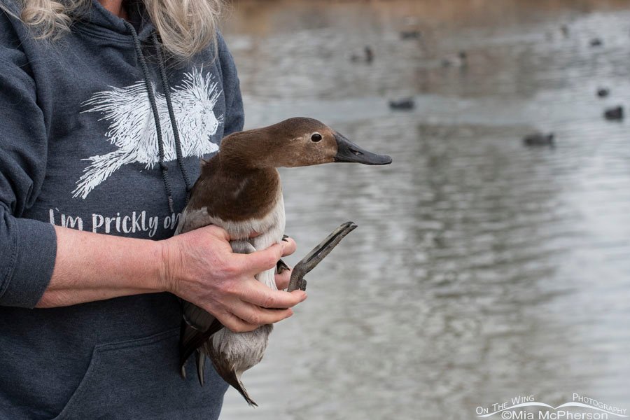 April Olson and Canvasback hen, Salt Lake County, Utah