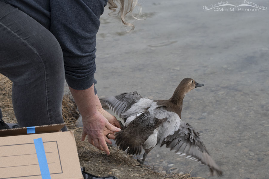 April Olson releasing the Canvasback hen, Salt Lake County, Utah