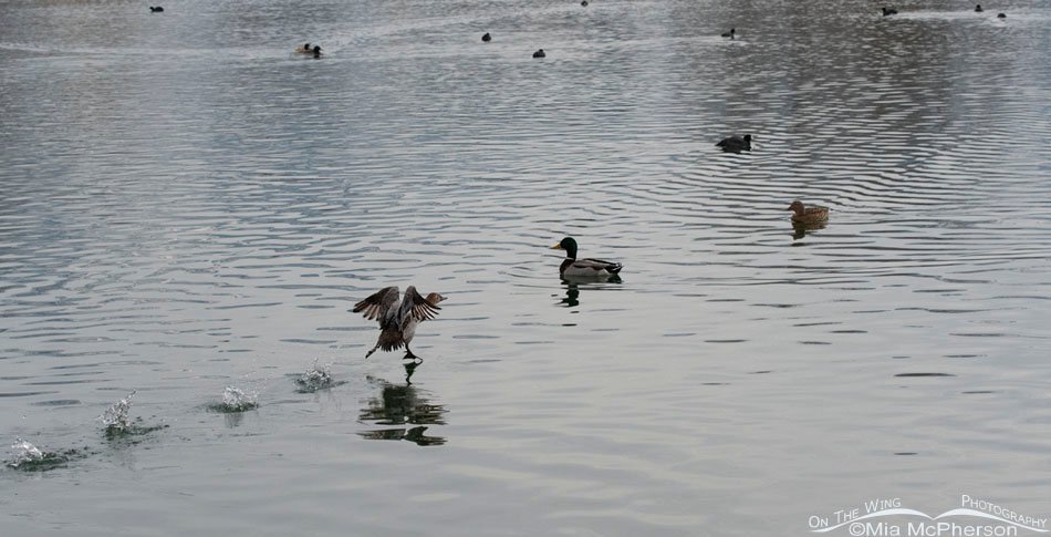 Canvasback hen after being released, Salt Lake County, Utah