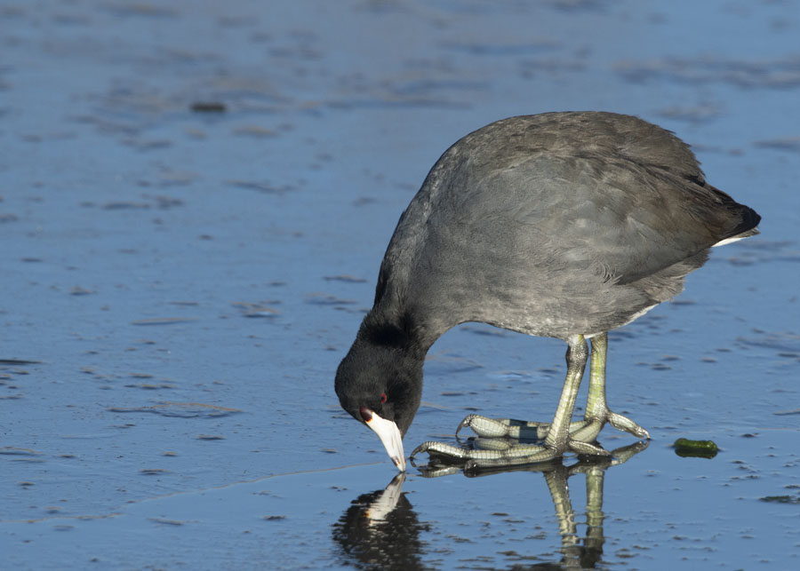 Adult American Coot checking out ice in the marsh, Farmington Bay WMA, Davis County, Utah