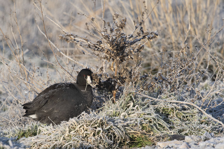 American Coot feeding on frosty grasses, Farmington Bay WMA, Davis County, Utah