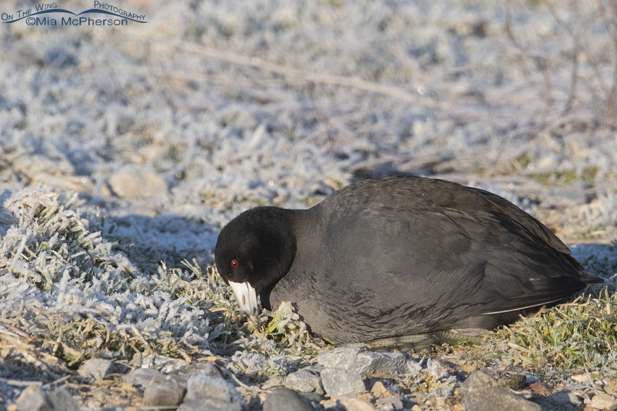 American Coot eating frosty vegetation while at rest, Farmington Bay WMA, Davis County, Utah