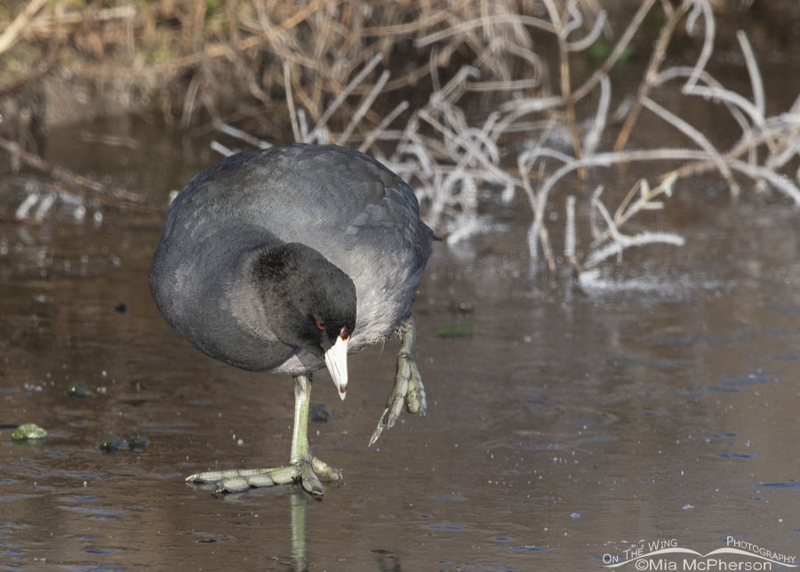 American Coot adult with a lifted foot, Farmington Bay WMA, Davis County, Utah