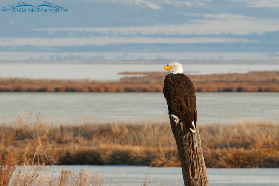 Bald Eagle on a leaning wooden post - March 1, 2010, Bear River Migratory Bird Refuge, Box Elder County, Utah