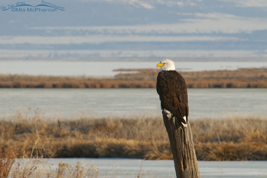Bald Eagle on a leaning wooden post - March 1, 2010, Bear River Migratory Bird Refuge, Box Elder County, Utah