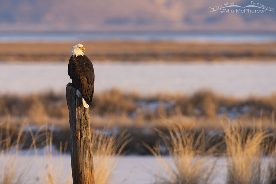 Bald Eagle on a leaning wooden post - January 1, 2016, Bear River Migratory Bird Refuge, Box Elder County, Utah