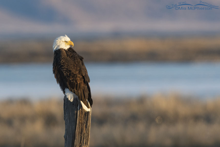 Adult Bald Eagle on a leaning wooden post - January 2, 2022, Bear River Migratory Bird Refuge, Box Elder County, Utah