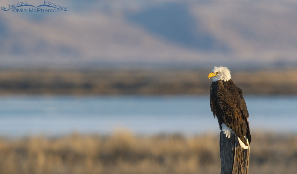 Bald Eagle on a leaning wooden post - January 2, 2022, Bear River Migratory Bird Refuge, Box Elder County, Utah