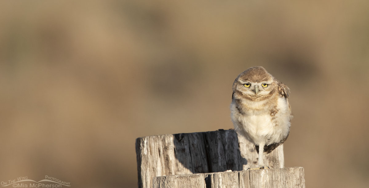 Juvenile Burrowing Owl on a big post, Box Elder County, Utah