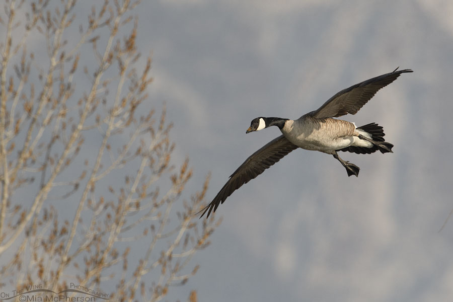 Canada Goose flying in to land at an urban pond, Salt Lake County, Utah