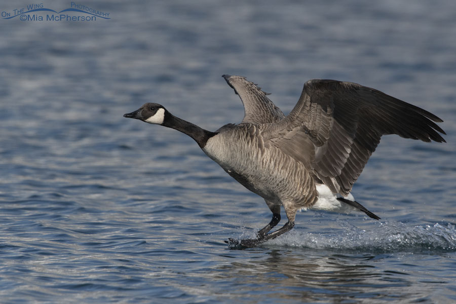 Canada Goose skimming across water after landing on a pond, Salt Lake County, Utah
