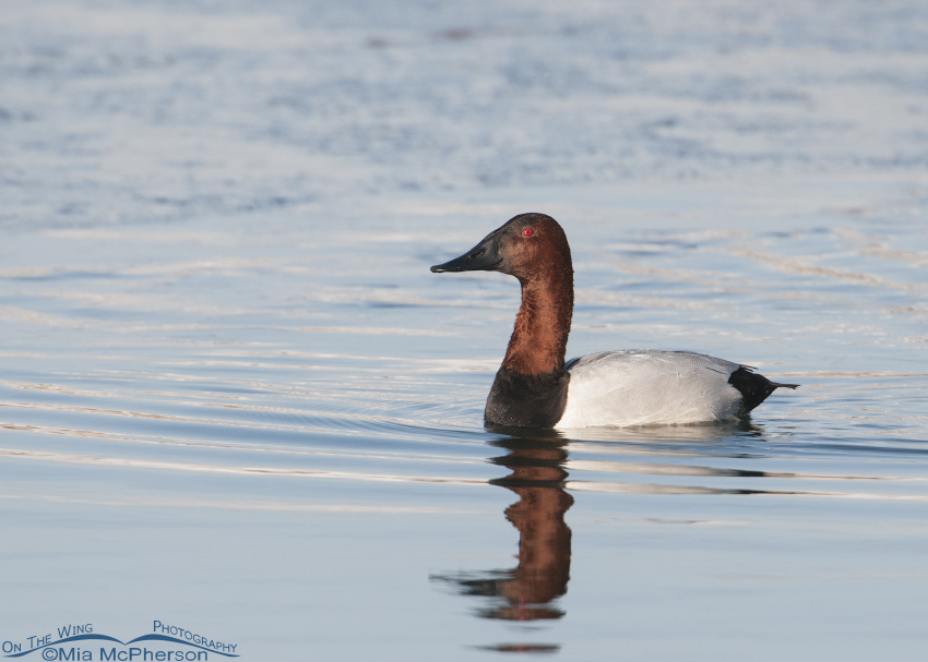 Canvasback Images