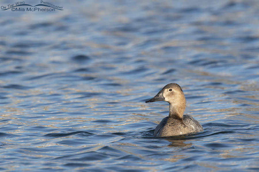 Female Canvasback on a sunny winter afternoon, Salt Lake County, Utah