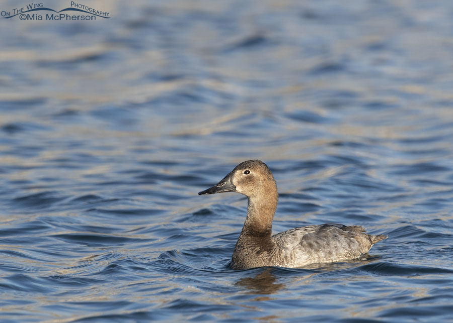 Adult female Canvasback on a pond in the afternoon, Salt Lake County, Utah