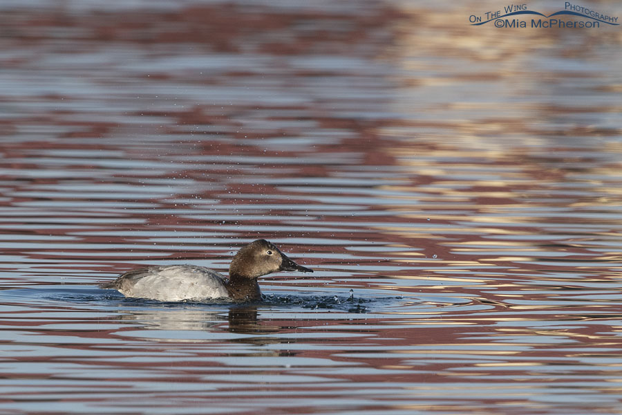 Canvasback hen and flying water droplets, Salt Lake County, Utah