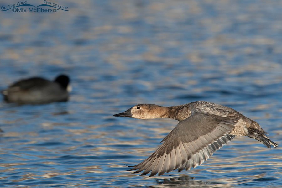 Canvasback hen after lifting off, Salt Lake County, Utah