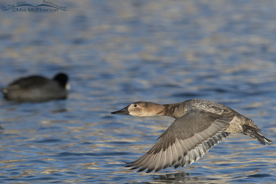 Canvasback hen after lifting off, Salt Lake County, Utah