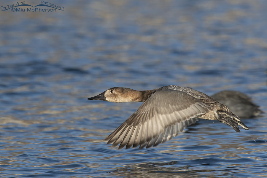 Canvasback hen in flight on a winter afternoon, Salt Lake County, Utah