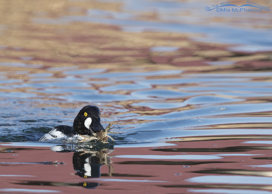 Young male Common Goldeneye with a crayfish in his bill, Salt Lake County, Utah