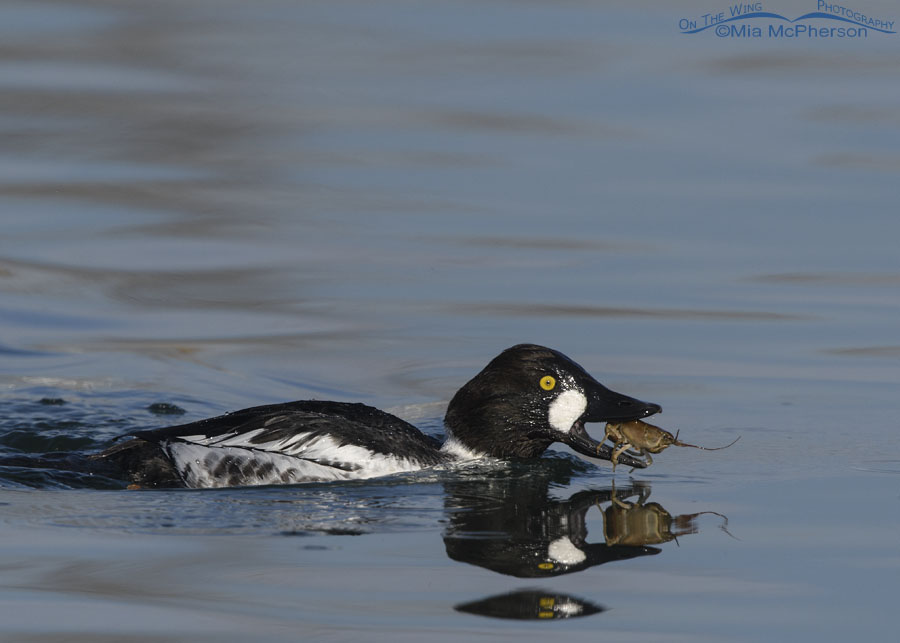 1st winter Common Goldeneye drake with a crawdad, Salt Lake County, Utah