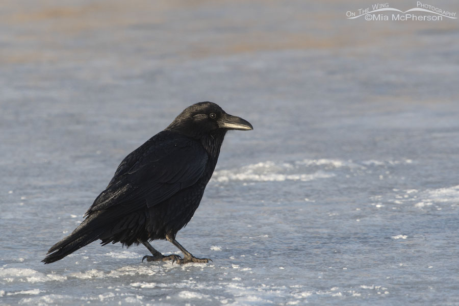 Adult Common Raven on ice in a marsh, Bear River Migratory Bird Refuge, Box Elder County, Utah