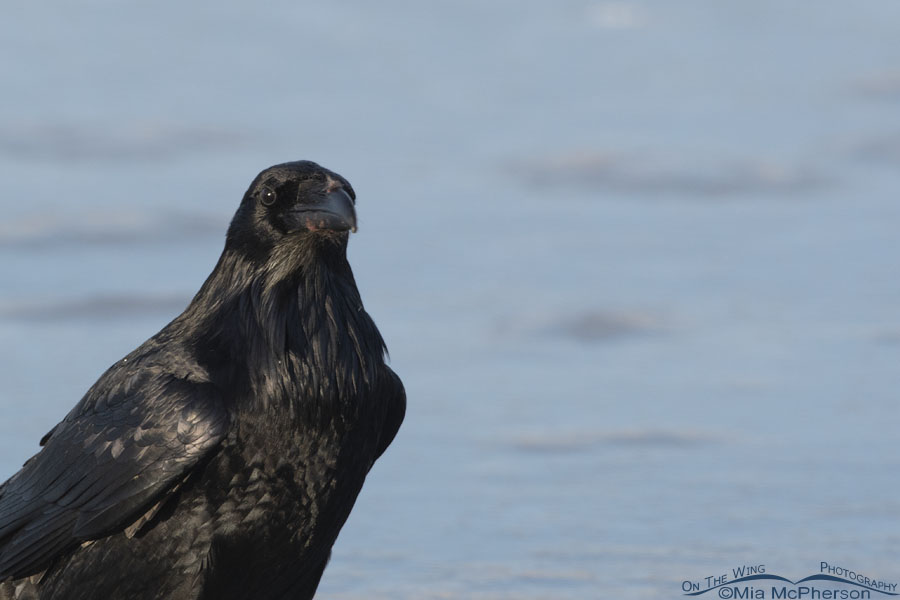 Winter Common Raven close up, Bear River Migratory Bird Refuge, Box Elder County, Utah