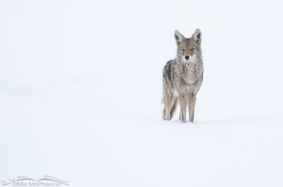 High key Coyote in a winter whiteout, Antelope Island State Park, Davis County, Utah