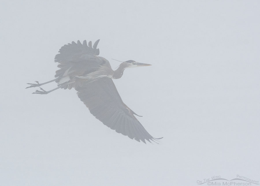 Dense fog and a Great Blue Heron in flight, Bear River Migratory Bird Refuge, Box Elder County, Utah