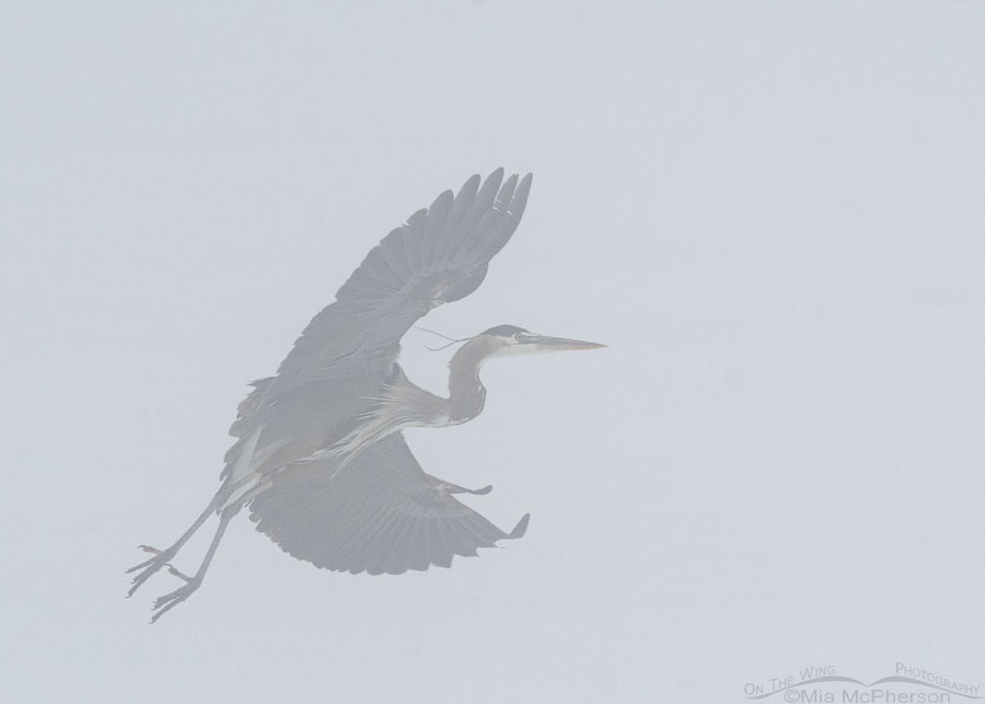 Great Blue Heron on the wing in heavy fog, Bear River Migratory Bird Refuge, Box Elder County, Utah