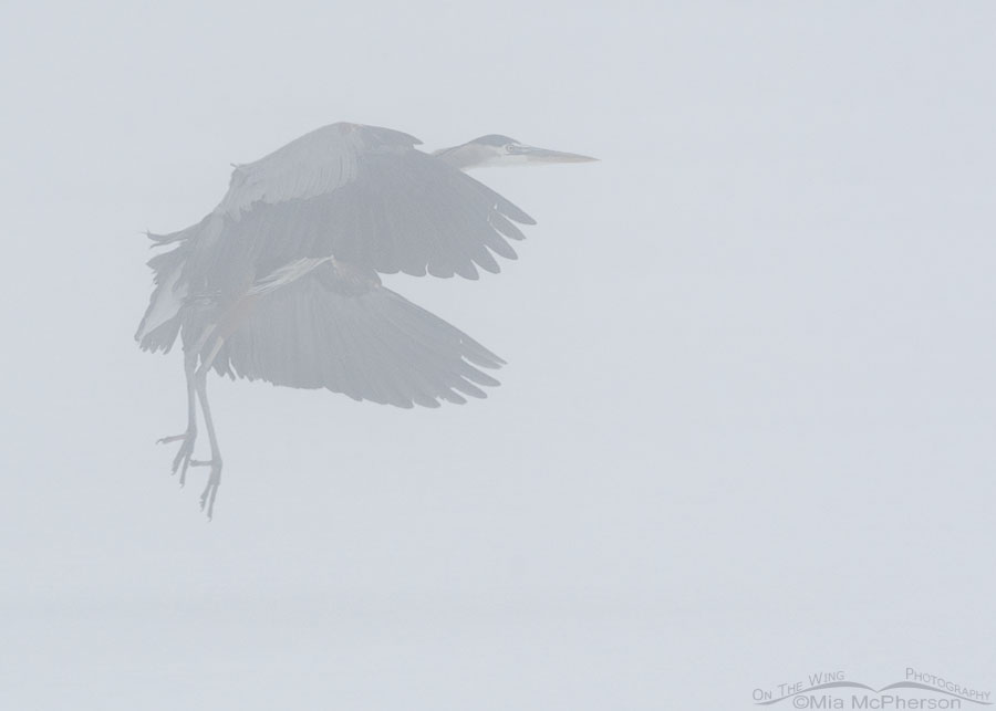Landing Great Blue Heron in foggy conditions, Bear River Migratory Bird Refuge, Box Elder County, Utah
