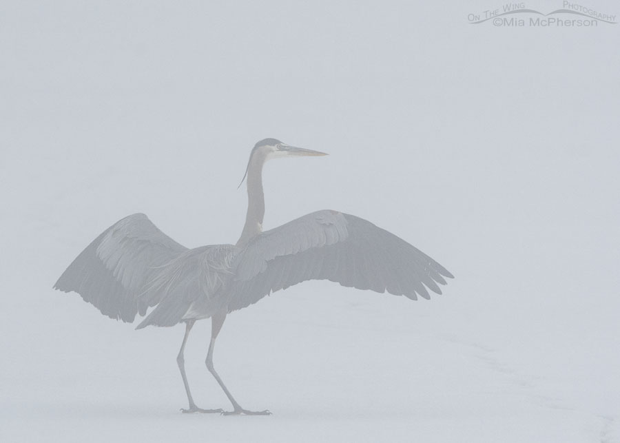 Great Blue Heron landing in heavy fog. Bear River Migratory Bird Refuge, Box Elder County, Utah