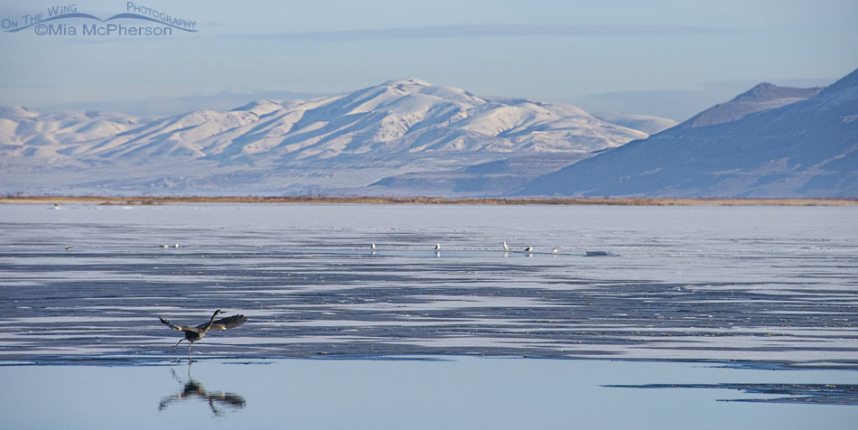 Great Blue Heron lifting off from a shelf of ice, Bear River Migratory Bird Refuge, Box Elder County, Utah