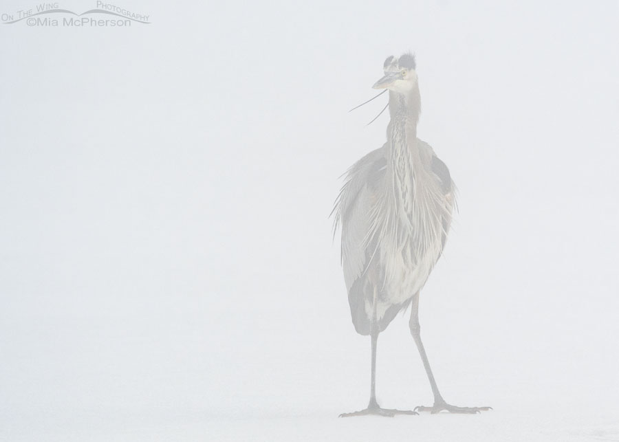 Great Blue Heron on a very foggy morning, Bear River Migratory Bird Refuge, Box Elder County, Utah