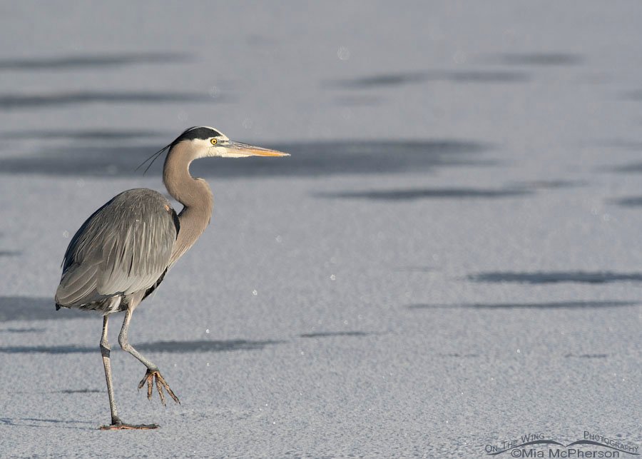 Adult Great Blue Heron walking on a frosty ice shelf, Bear River Migratory Bird Refuge, Box Elder County, Utah