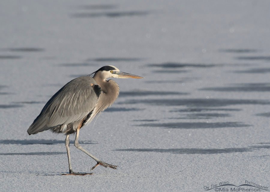 Adult Great Blue Heron walking slowly on an ice shelf, Bear River Migratory Bird Refuge, Box Elder County, Utah