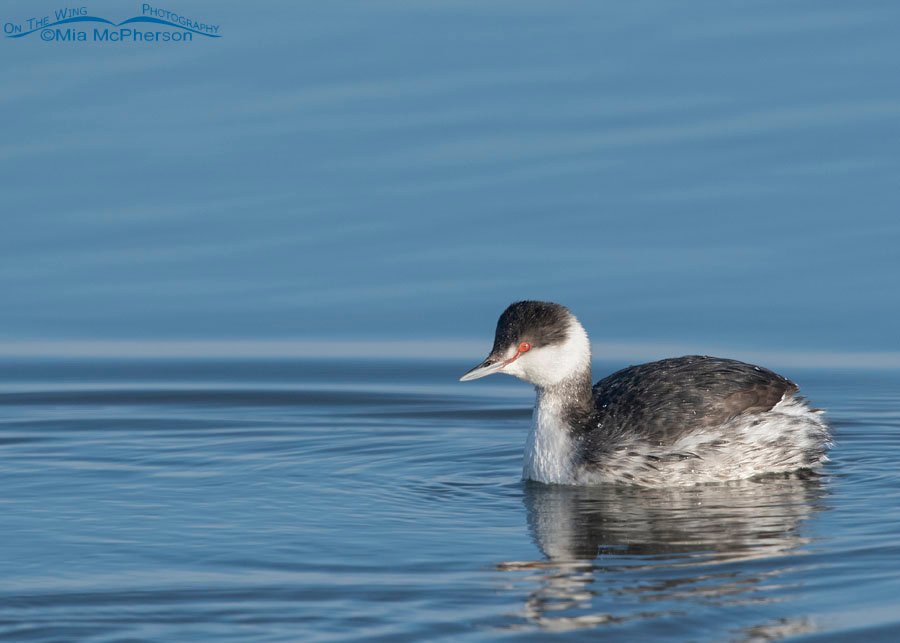 Horned Grebe after surfacing from a dive, Bear River Migratory Bird Refuge, Box Elder County, Utah