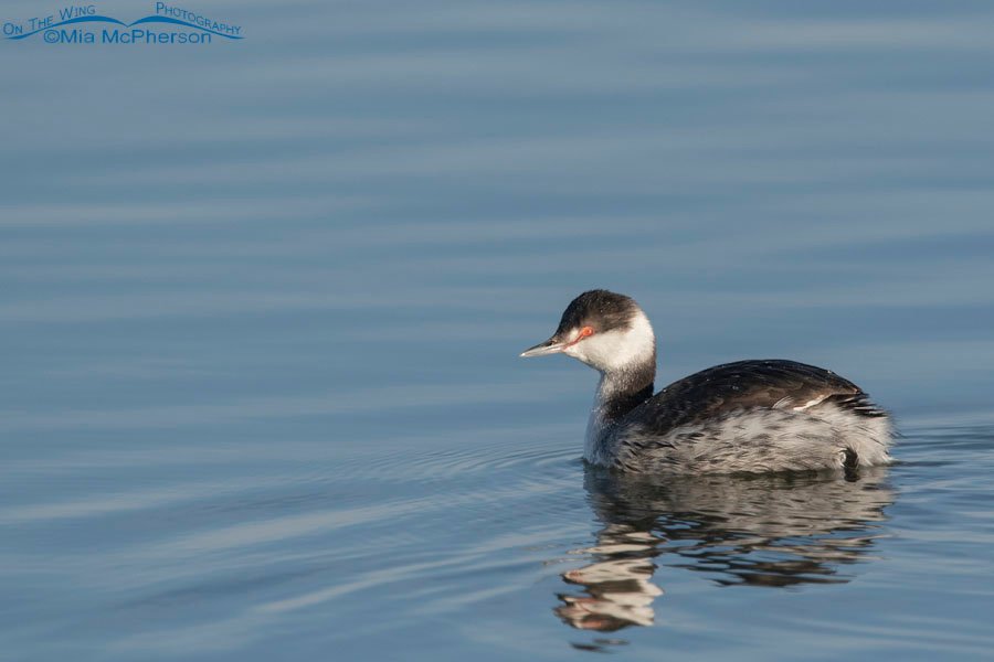Horned Grebe in nonbreeding plumage on calm water, Bear River Migratory Bird Refuge, Box Elder County, Utah