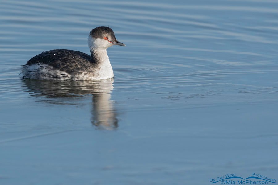 Adult Horned Grebe at the edge of ice, Bear River Migratory Bird Refuge, Box Elder County, Utah